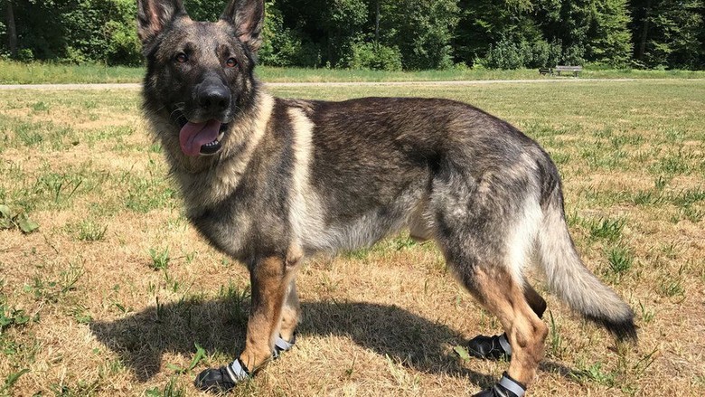 Gelombang Panas: Pemilik Anjing Dimbau Beli Sepatu untuk Peliharaan Gelombang Panas: Pemilik Anjing Dimbau Beli Sepatu untuk Peliharaan