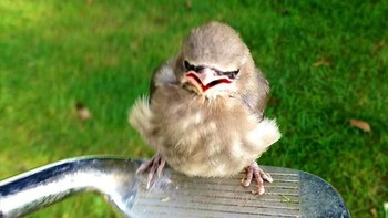 Angry bird di dunia nyata. (Foto: Boredpanda)
