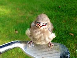 Jepretan Gemas Saat Hewan-hewan Marah