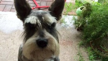 Mana makanannya, kosong nih piringnya ujar si anjing. (Foto: Boredpanda)