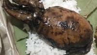 Ini dia blukutak yang gede dan gendut. Satu buah harganya Rp 25 ribu. Biasanya dipotong-potong dan dinikmati dengan sambal plus nasi hangat. Foto : Instagram @bachemrika