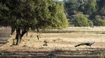 Menikmati Keindahan Alam di Baluran Africa Van Java