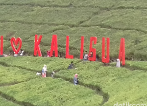 Kebun Teh Kaligua Brebes juga Diselimuti Es