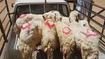 Potret Pasar Kakiyah Mekah, Tempat Berburu Kambing untuk Bayar Dam