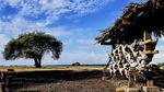 Tak Ada Wisatawan, Satwa di Baluran Santuy Jalan-Jalan