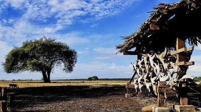 Menikmati Keindahan Alam di Baluran Africa Van Java