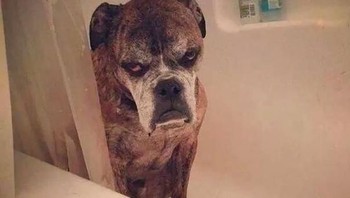 Jangan mendekat, aku gak mau mandi. (Foto: Boredpanda)