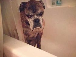 Jepretan Gemas Saat Hewan-hewan Marah