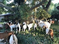 Gemas! 118 Kambing Ini Keliling Perumahan Untuk Makan Bersama