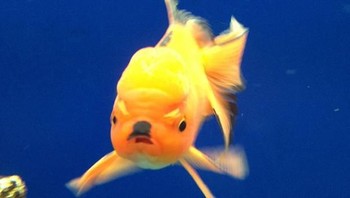 Wah ada ikan versi hitler nih? (Foto: Boredpanda)