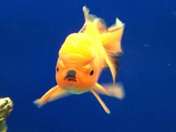 Jepretan Gemas Saat Hewan-hewan Marah