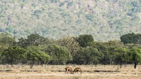 Terakhir ada Taman Nasional Baluran yang berada di sisi ujung Timur Pulau Jawa. Dijuluki sebagai Little Africa di Jawa Timur, traveler dapat menjumpai suasana ala Afrika di Baluran (Antara Foto)