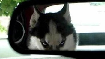 Disuruh fokus nyetir, ada yang ngawasin dari belakang. (Foto: Boredpanda)