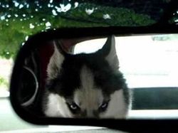 Jepretan Gemas Saat Hewan-hewan Marah