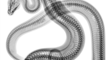 Tubuh tikus yang masih utuh di dalam perut ular. (Foto: Brightside)