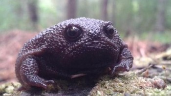 Entah ini sedih atau marah yang dipancarkan oleh si katak ini. (Foto: Boredpanda)