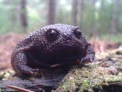 Jepretan Gemas Saat Hewan-hewan Marah