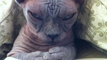 Hmmm, apa liat-liat. (Foto: Boredpanda)