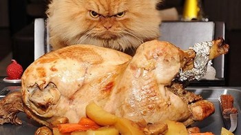 Garfi, si kucing pemarah yang terkenal di dunia. (Foto: Boredpanda)