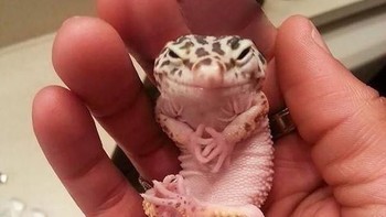 Ketika anak tokek yang sinis melihat kamu. (Foto: Boredpanda)