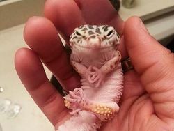 Jepretan Gemas Saat Hewan-hewan Marah