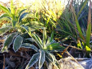 Penyebab Embun Salju yang Selimuti Daun di Bromo Adalah Bediding