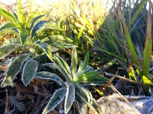 Penyebab Embun Salju yang Selimuti Daun di Bromo Adalah Bediding
