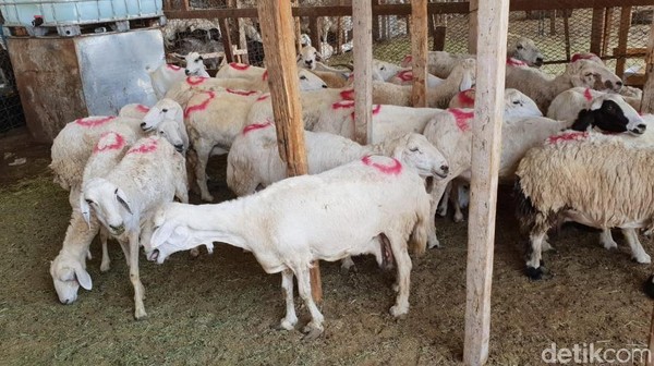 Potret Pasar Kakiyah Mekah, Tempat Berburu Kambing untuk Bayar Dam