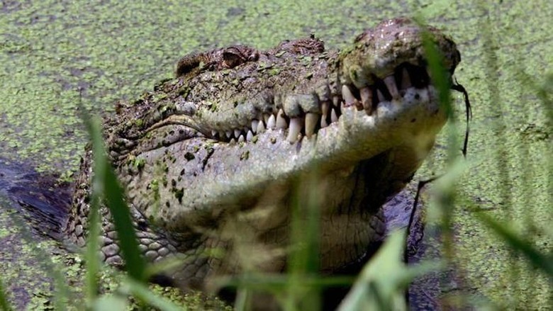 Buaya air asin (dok Istimewa) Buaya air asin (dok Istimewa)