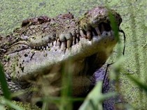 Kisah Tentara Jepang vs Buaya Pulau Ramree, Manusia Tewas Dibantai