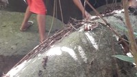 H tinggal di celah bebatuan besar yang berada di belakang rumah Jago. 