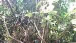 Ini Batu Tempat Tinggal Wanita Diculik Dukun Selama 15 Tahun