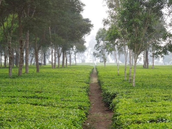 Hamparan tanaman teh di perkebunan teh Malabar dijadikan sebagai objek wisata karena mampu memikat pengunjung dengan keasriannya. Selain itu, pengunjung juga dapat mempelajari proses produksi teh dari kebun ini yang 90%nya diekspor (Foto: Ristiyanti Handayani/dTraveler)