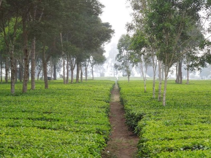 kebun teh malabar kebun teh malabar