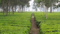 Hamparan tanaman teh di perkebunan teh Malabar dijadikan sebagai objek wisata karena mampu memikat pengunjung dengan keasriannya. Selain itu, pengunjung juga dapat mempelajari proses produksi teh dari kebun ini yang 90%nya diekspor (Foto: Ristiyanti Handayani/dTraveler)