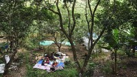 Ada juga yang membuat tenda darurat di kebun. ANTARA FOTO/Zabur Karuru.