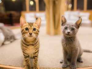 Menyayangi Kucing dalam Pandangan Islam Seperti Apa Ya?