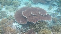 Beginilah terumbu karang di bawah laut Gili Trawangan (Afif Farhan/detikTravel)