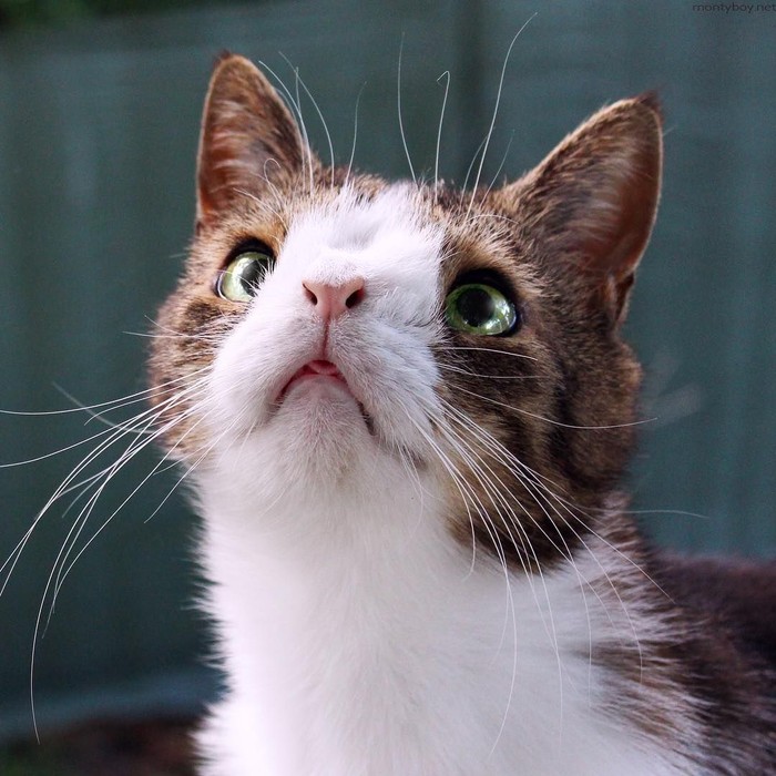 котята дауны. полосатый кот. милые котята с синдромом дауна. особенные коты. кошка испугалась.