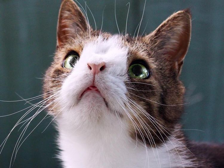 Hai Monty! Potret Kucing Menggemaskan dengan Kelainan Kromosom