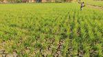 Kekeringan, Petani Terancam Gagal Panen