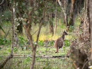 Seribu Kanguru Liar di Tasmania Terancam Dimusnahkan