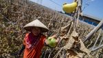 Kekeringan, Petani Terancam Gagal Panen