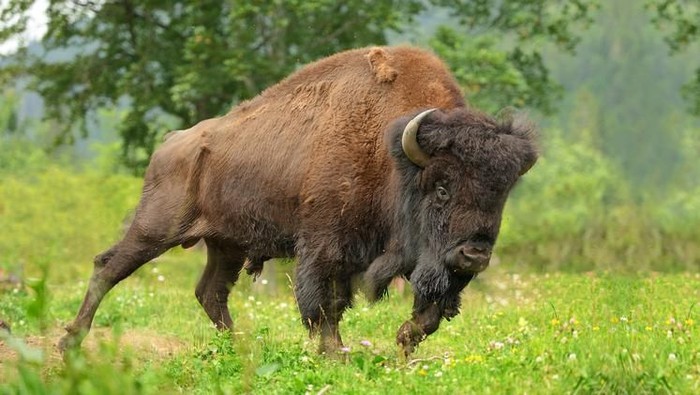 Large male of bison in the forest