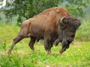 Bison vs Turis di Polandia, Siapa yang Menang?