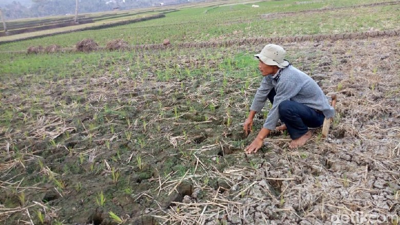 13.173 Hektare Sawah di Jabar Alami Kekeringan 13.173 Hektare Sawah di Jabar Alami Kekeringan