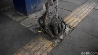 Jalur paving block di trotoar Gajah Mada ditumbuhi pohon sehingga menghalangi jalur paving block tersebut.