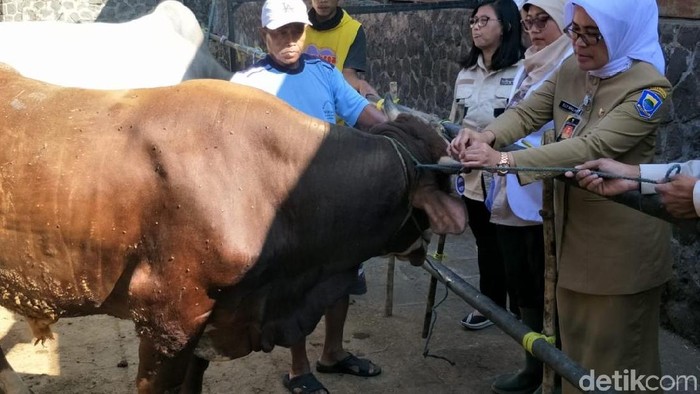 Perhatikan Ini Sebelum Membeli Hewan Kurban Agar Tak Tertipu