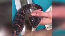 Seorang wanita di China membuat heboh ketika datang ke IGD rumah sakit dengan seekor ular digenggaman. Diketahui dirinya digigit oleh ular tersebut.