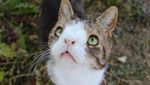 Hai Monty! Potret Kucing Menggemaskan dengan Kelainan Kromosom